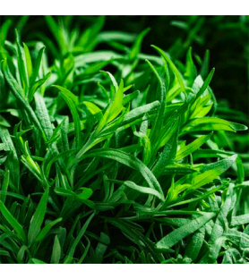 Tarragon Plus flavour